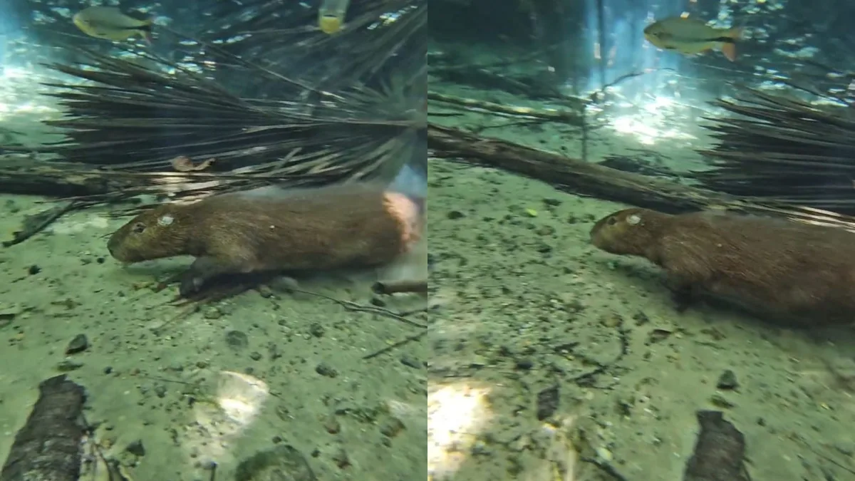 VÍDEO: guia de turismo faz registro raro de capivara nadando em rio de águas cristalinas em MT