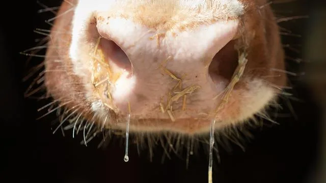 Tierseuche: Shamonda-Virus bei Rind in Brandenburg nachgewiesen