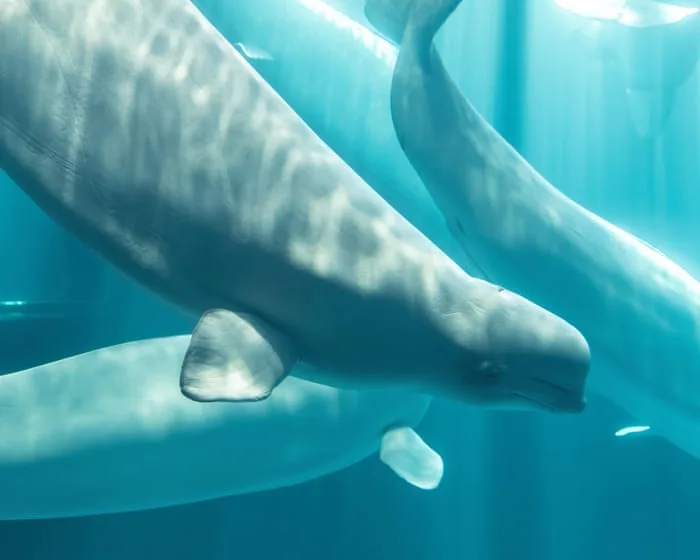 Beluga whale rescued from closed Canadian marine park dies in US