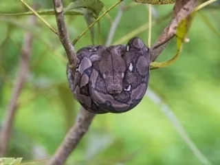 Dans ce pays, des pythons envahisseurs grimpent aux arbres et on sait enfin pourquoi