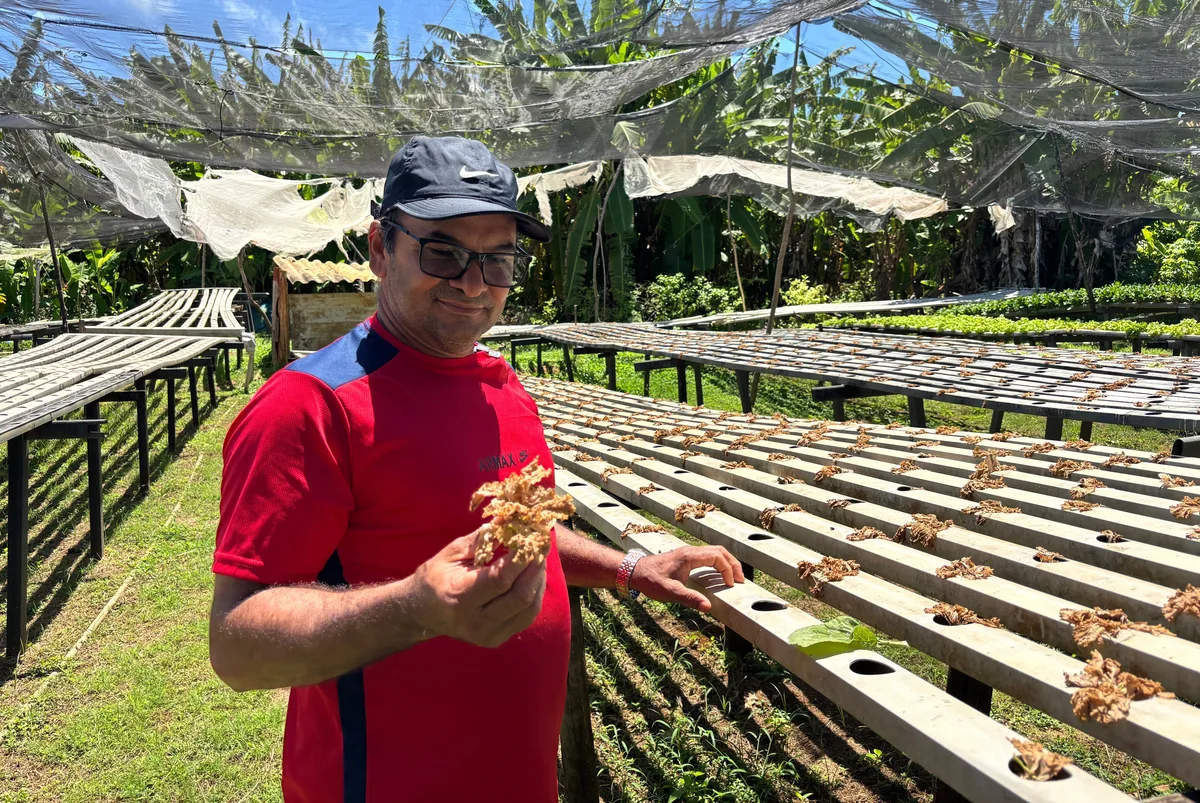 Agricultor de Fernando de Noronha relata perda de 76 mil pés de hortaliças após início de obra solar