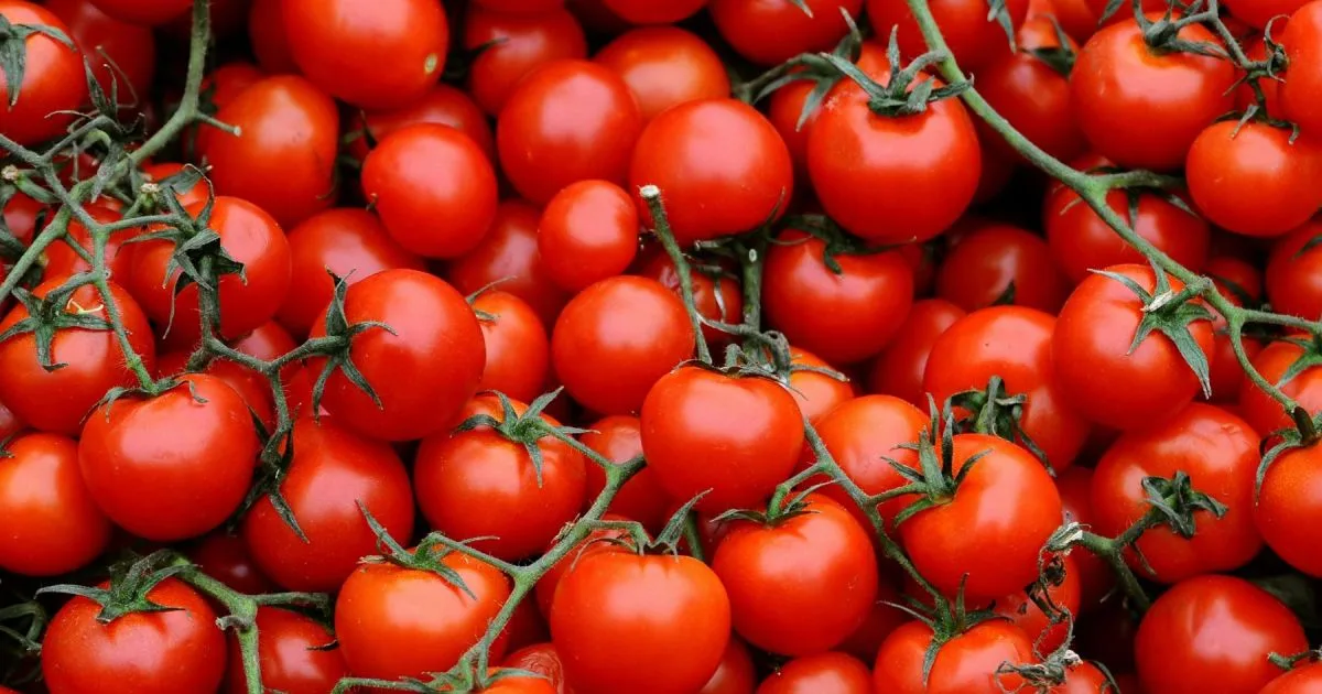 Septiembre, el mes ideal para plantar tomates cherry: cómo cultivarlos en casa