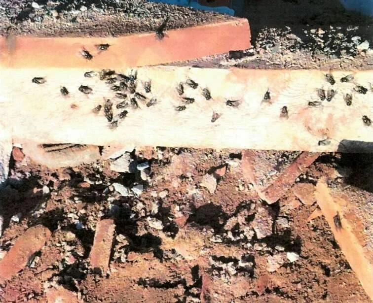 Infestação de moscas e larvas em granja é alvo de investigação ambiental