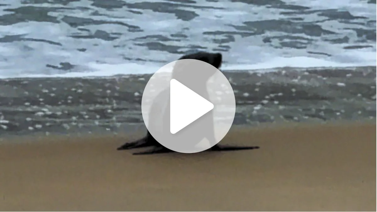 Lobo-marinho aparece sozinho em praia de SC, olha para os lados e vira atração no litoral: ‘Acho que errei o endereço’
