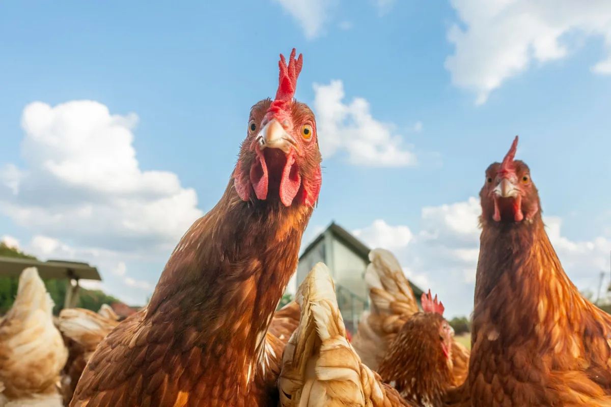 La conquista mundial del pollo: cómo transformó nuestra comida, ciudades y paisajes