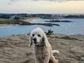 Une petite chienne meurt brutalement après une traversée d’un parc en Bretagne, probablement intoxiquée aux stupéfiants
