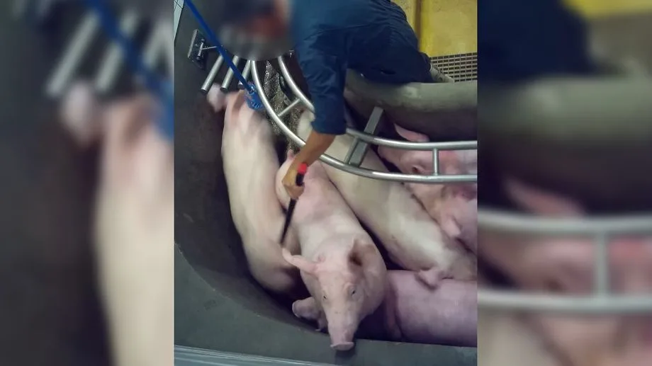 Animaux "frappés", "balancés", "découpés encore en vie" : L214 réclame la fermeture de l'abattoir de Perpignan