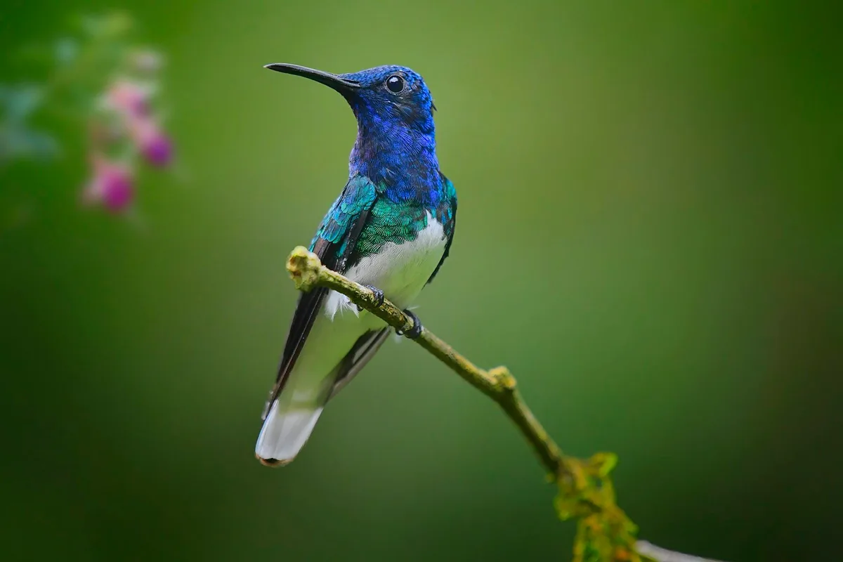 From Australia to the Andes, we’re discovering new biodiversity hotspots worldwide