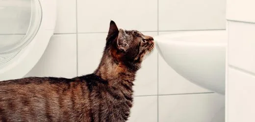 Katzen-Urin: Forschende entschlüsseln, wie sich die Tiere an Duftmarken erkennen