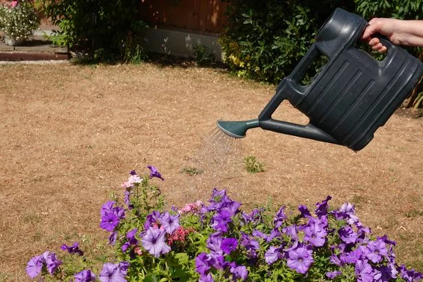 RHS issues warning to gardeners after record-breaking heatwave but says 'don't panic'