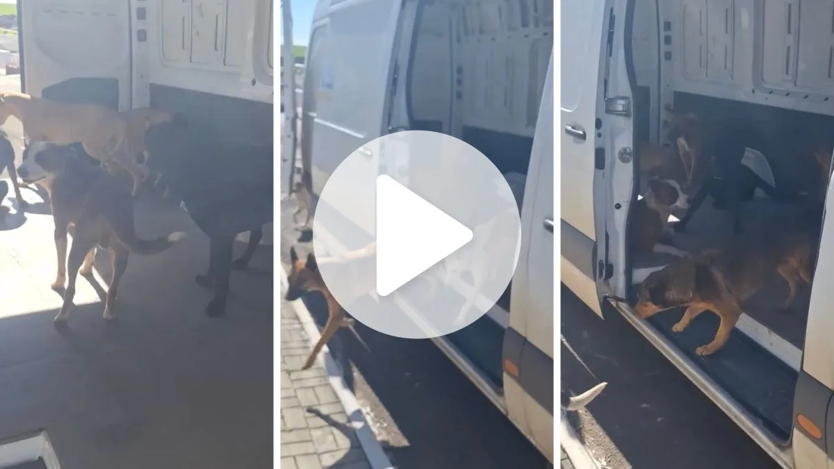 Cachorros caramelos invadem van e lotam interior do veículo após motorista deixar portas abertas para ‘tomar sol’ em SC