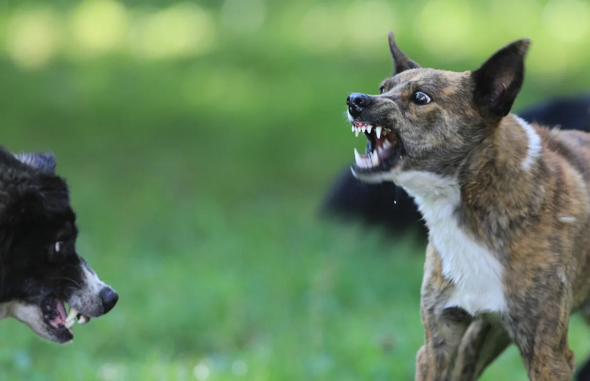 Condomínio é culpado por ataque fatal de cão de rua contra cachorro de moradora
