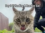 Is your cat secretly being SEDUCED by strangers? Experts warn of a surge in Brits luring other people's pets - with dangerous consequences
