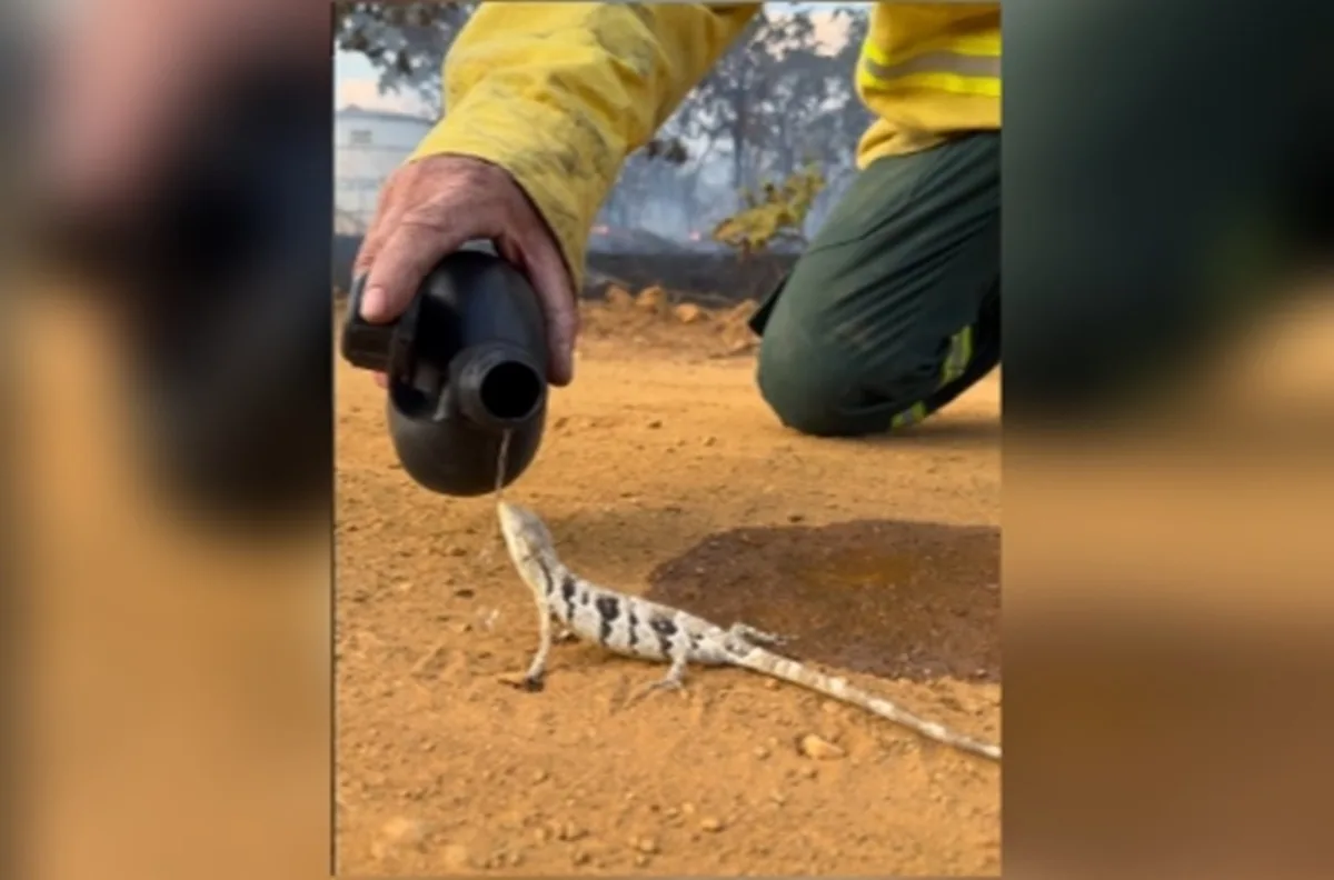 Brigadista viraliza ao dar água para largarto que fugia do fogo em GO