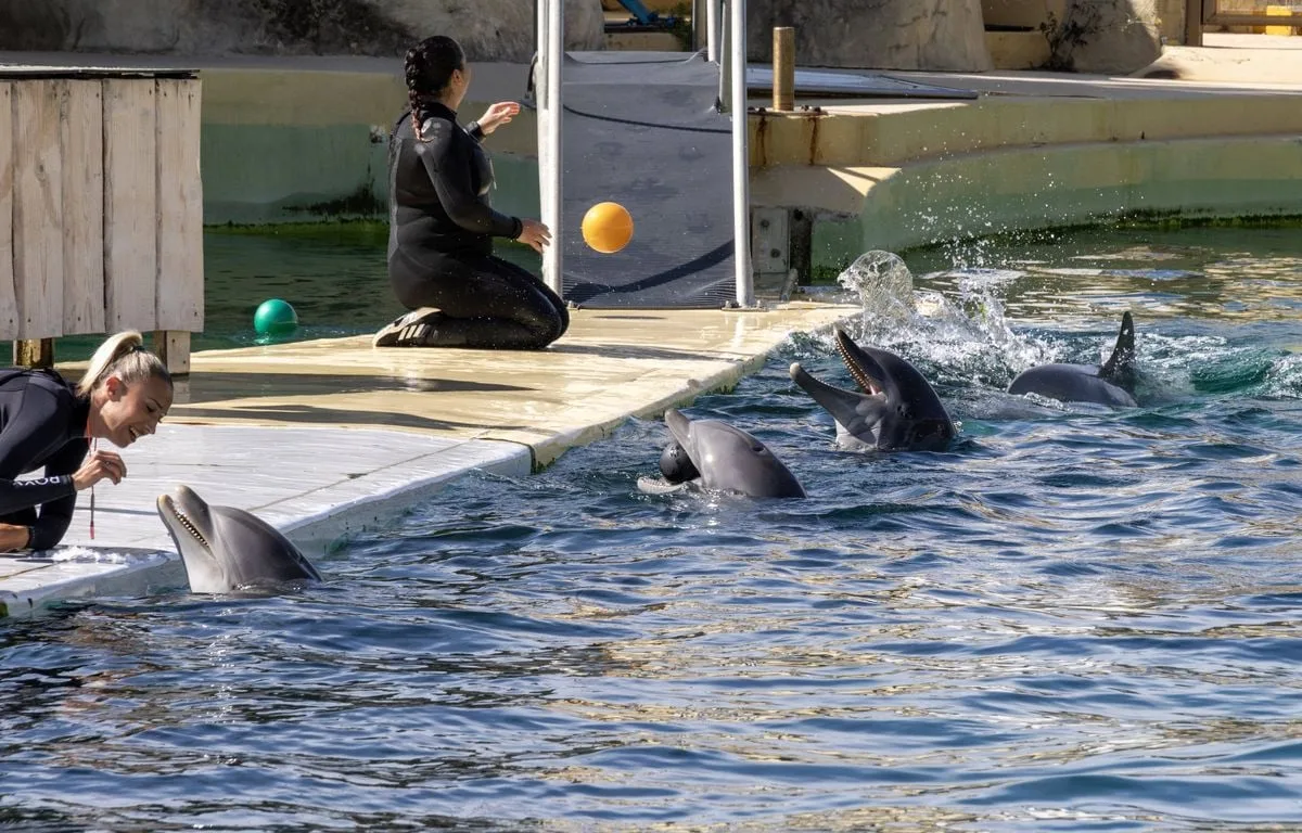 Le zoo de Beauval renonce à accueillir les dauphins du Marineland d’Antibes à cause du coût du chantier