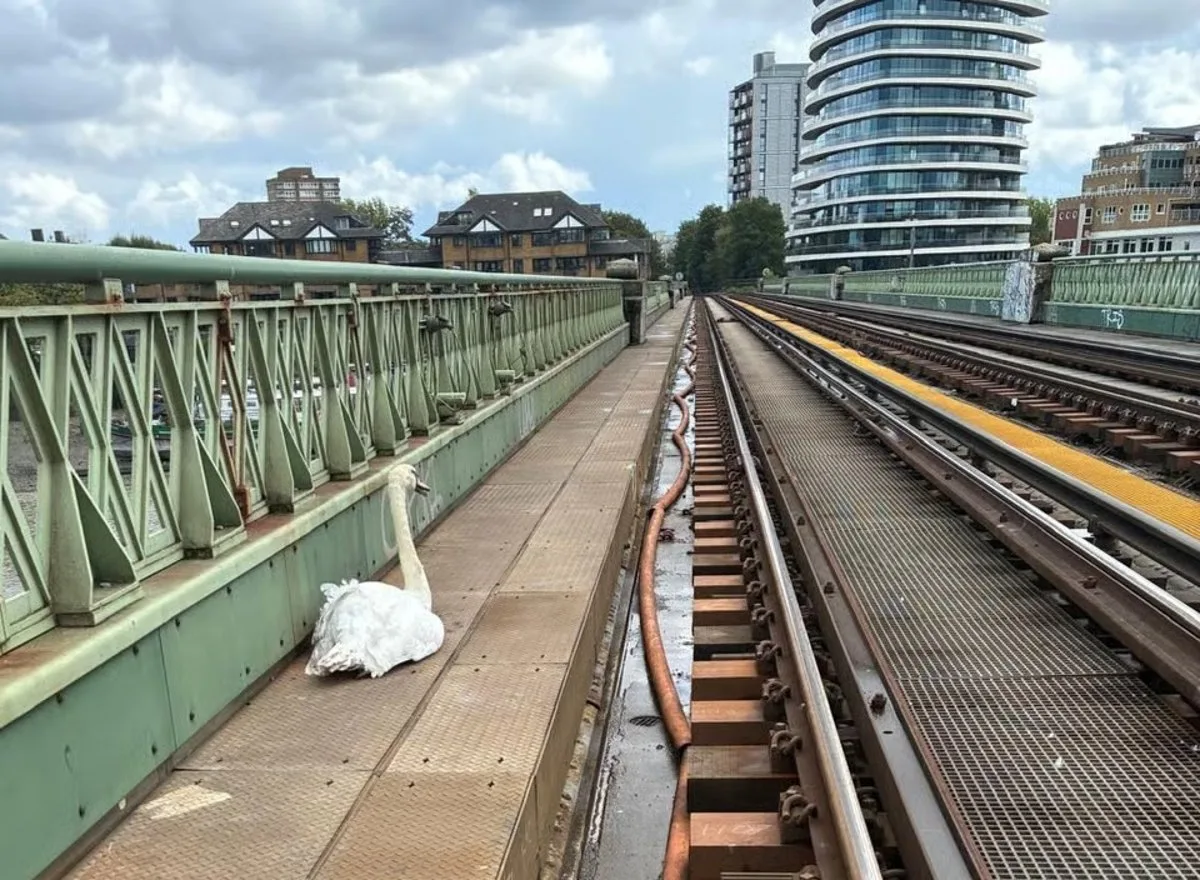 Swan on tracks sparks rush-hour delays as DLR line suspended
