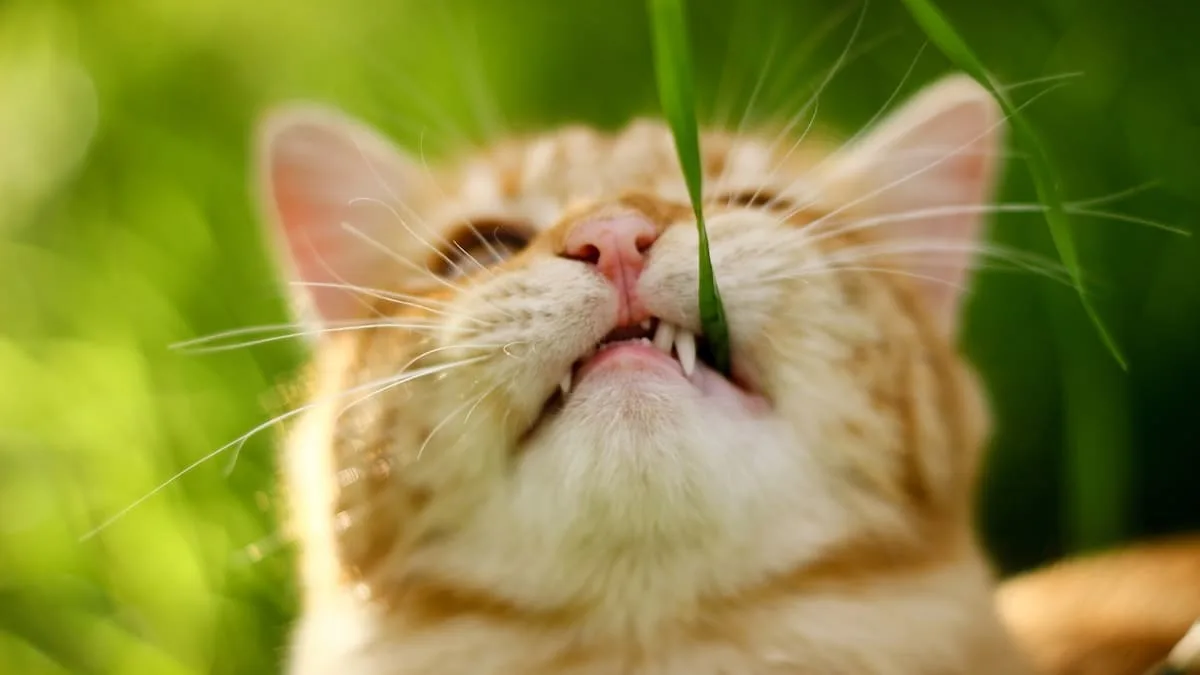 Merkwürdige Angewohnheit - Ist es gefährlich, wenn Katzen Gras fressen?