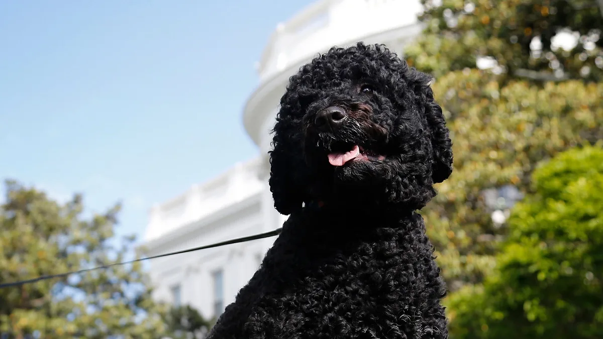 Obama Family Dog Sunny Dies at 14