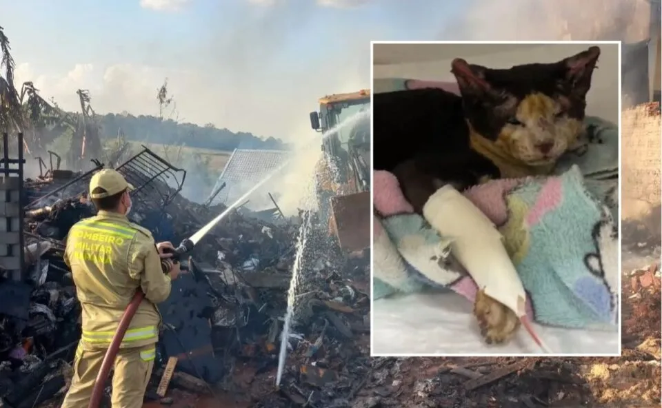Gatinha resgatada por bombeiros sobrevive a incêndio e mobiliza campanha para tratamento
