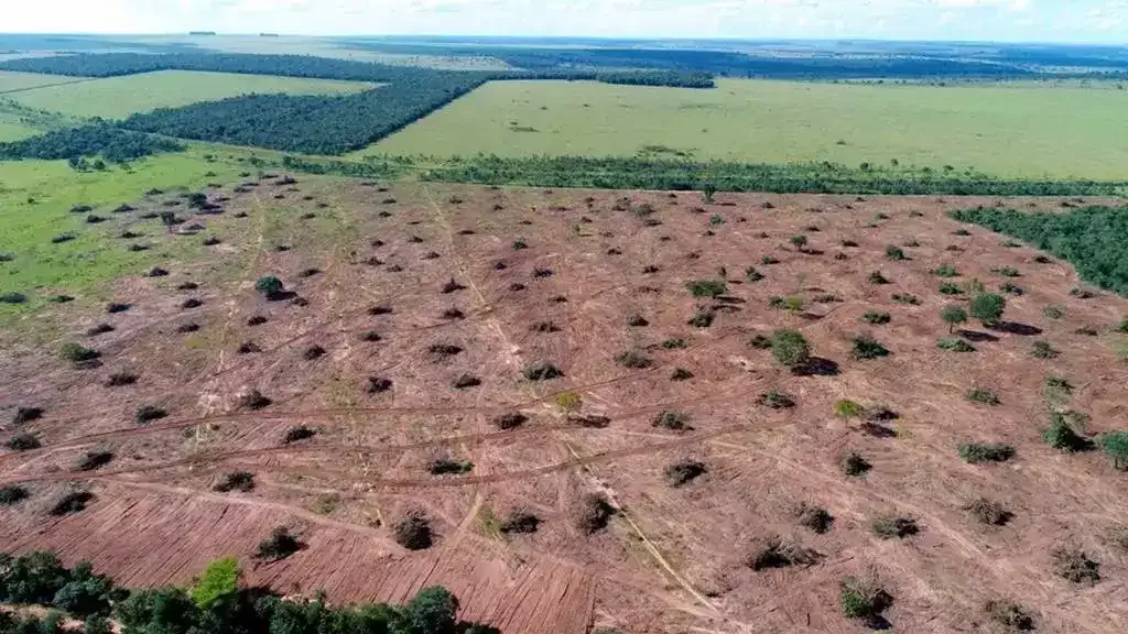 Desmatamento no Cerrado de Mato Grosso do Sul cai 23,3% em um ano
