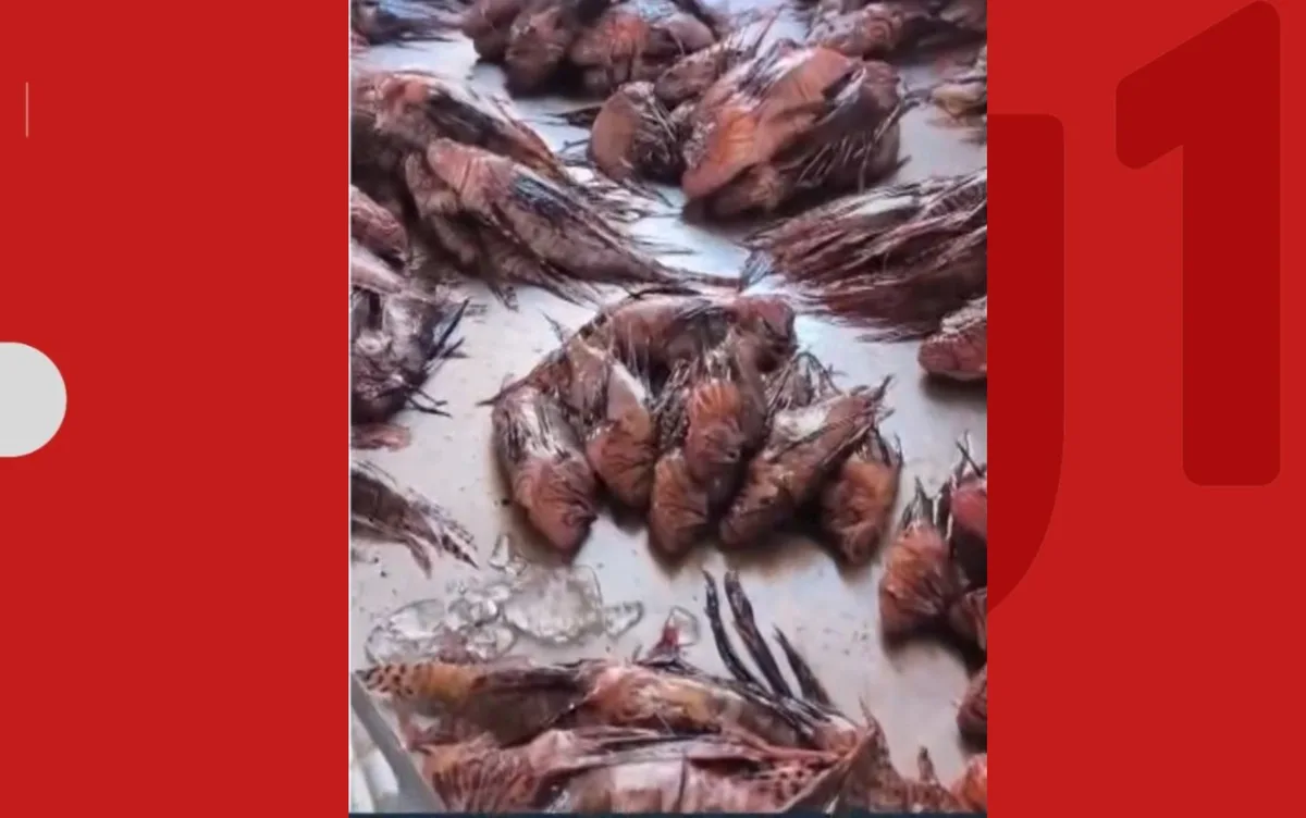 Mais de mil peixes que ameaçam a biodiversidade são capturados em dois meses no extremo sul da BA