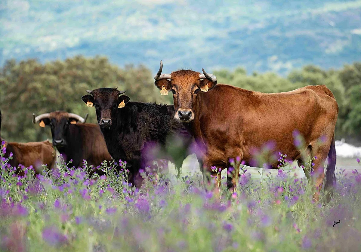 La nueva Estrategia Andaluza de la Tauromaquia protegerá las plazas históricas e impulsará la formación y el relevo generacional en la fiesta