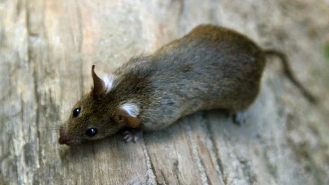 Discounter-Kette: Ratten in Norma-Zentrallager - Behörden greifen ein