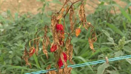 "On perd des producteurs" : au Pays basque, la canicule menace l'avenir du piment d'Espelette et de sa filière