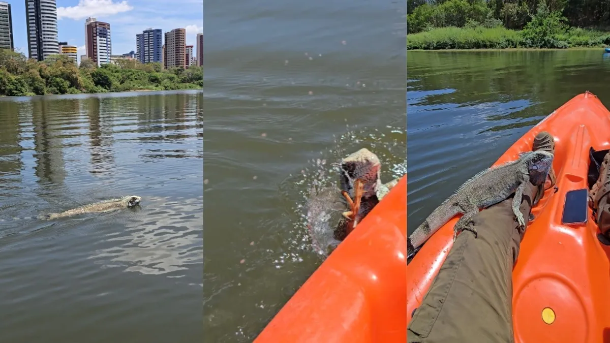Guia que ajudou iguana a atravessar rio em Teresina diz que animal estava desorientado: 'Fiz o certo'