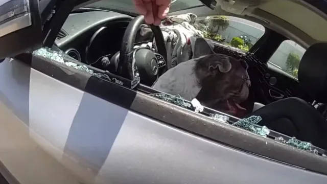 Cinco cães resgatados por polícia de interior de carro nos EUA. Há vídeo