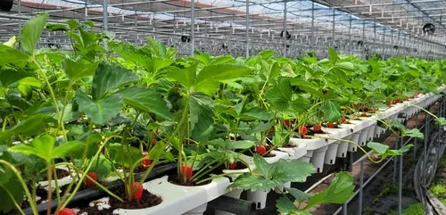 타지서 사오던 딸기묘 제주서 키운다…9만주 생산 목표