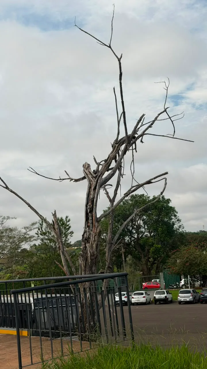 Após morte de jovem, segurança das árvores vira preocupação em Campo Grande