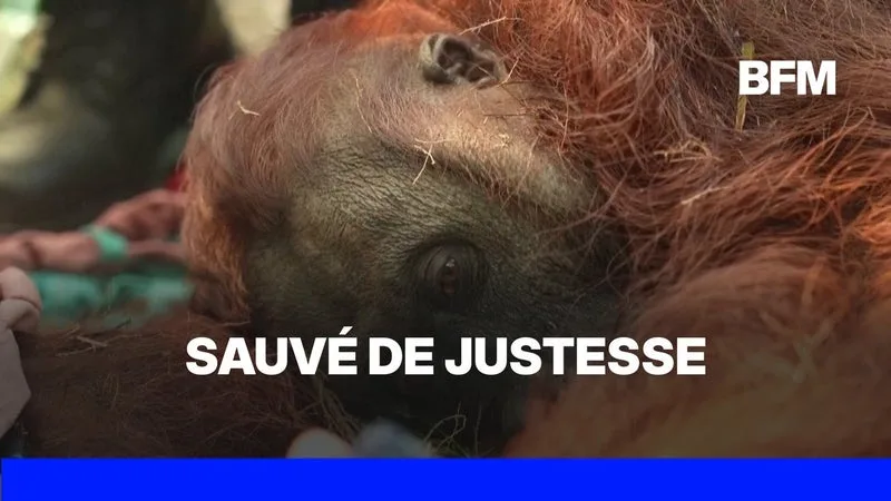 Indonésie: asphyxié par les fumées des incendies, un orang-outan sauvé de justesse à Bornéo