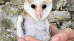 Owls ringed to measure benefits of wildlife farming