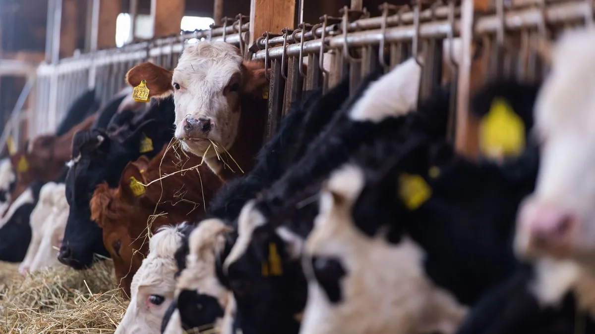 Jahr der Landfrauen: Erbfolge bremst Frauen als Chefinnen auf dem Bauernhof aus