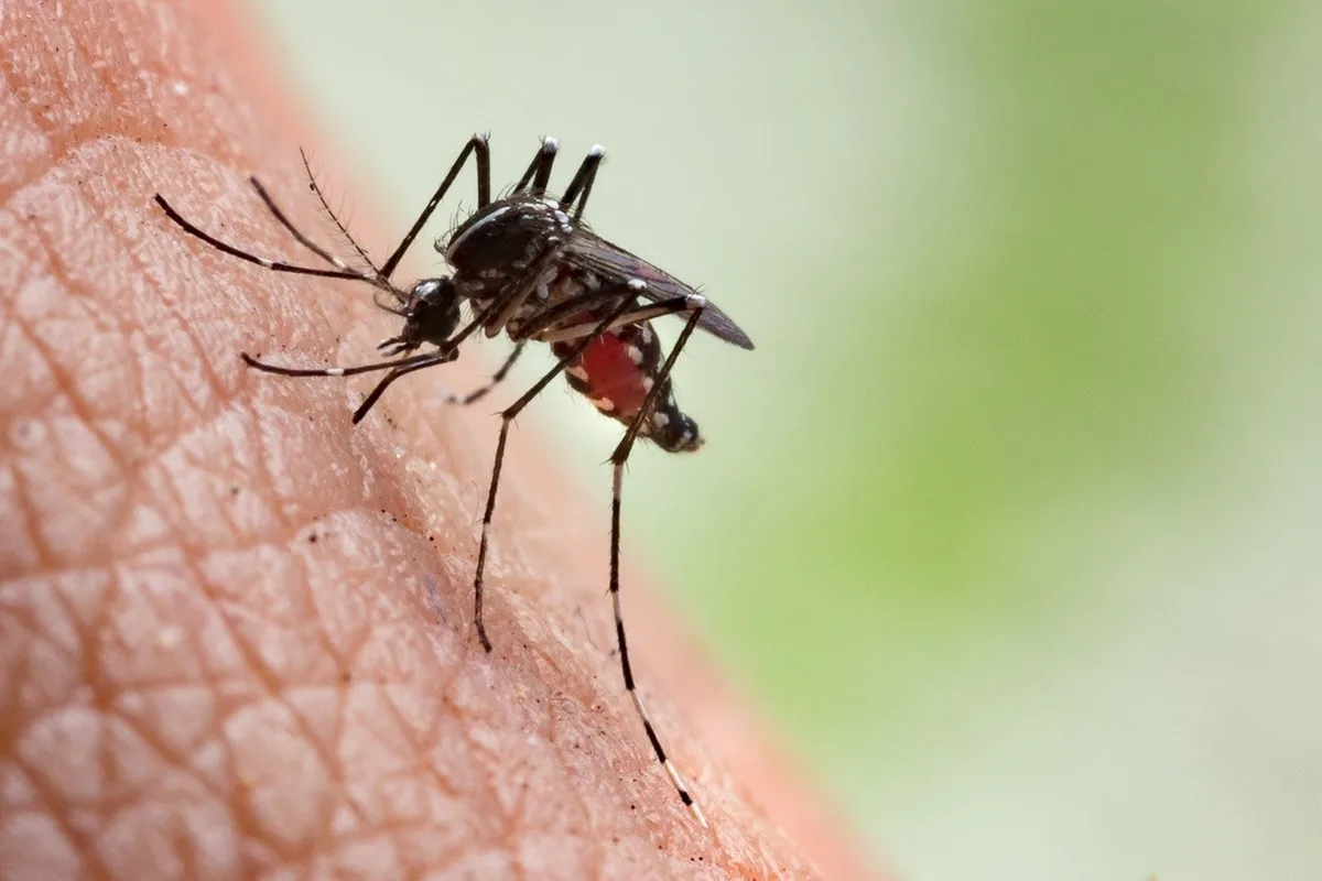 Panamá reporta 6,616 casos de dengue tras sumar 475 en una semana