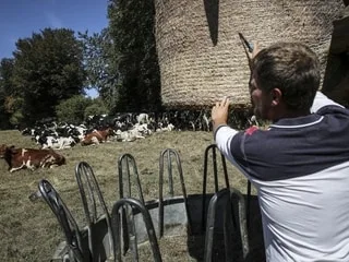 « La pluie, ce serait du beau temps » : même dans le « vert » Cotentin, les prairies brûlées par l’été caniculaire