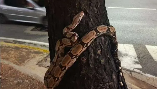 Protección Civil Baruta rescata una boa constriñor en Las Mercedes