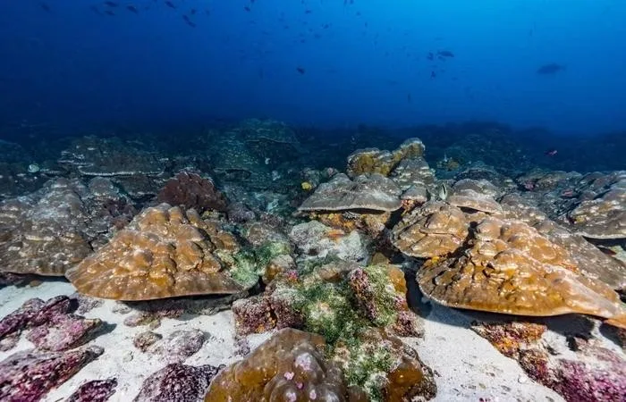 Eventos de El Niño se tornaram 40% mais intensos nos últimos 40 anos