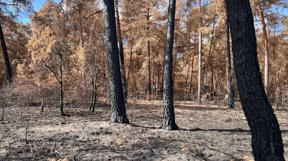 VIDÉO - La forêt de Fontainebleau, en partie ravagée en juillet par le feu, rouvre au public ce samedi