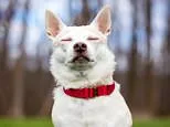 Is your dog secretly trying to communicate with you? Your pet's blinking could be an attempt to tell you something important, study finds
