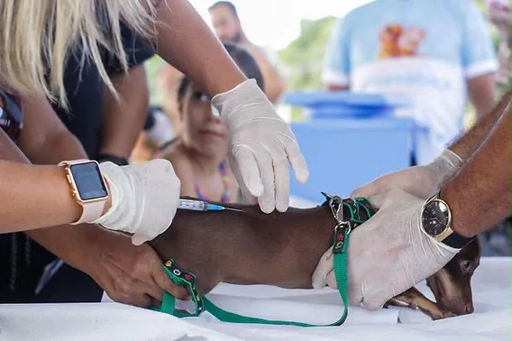 Com meta de imunizar 13 mil animais, Cruzeiro do Sul lançará campanha de vacinação antirrábica