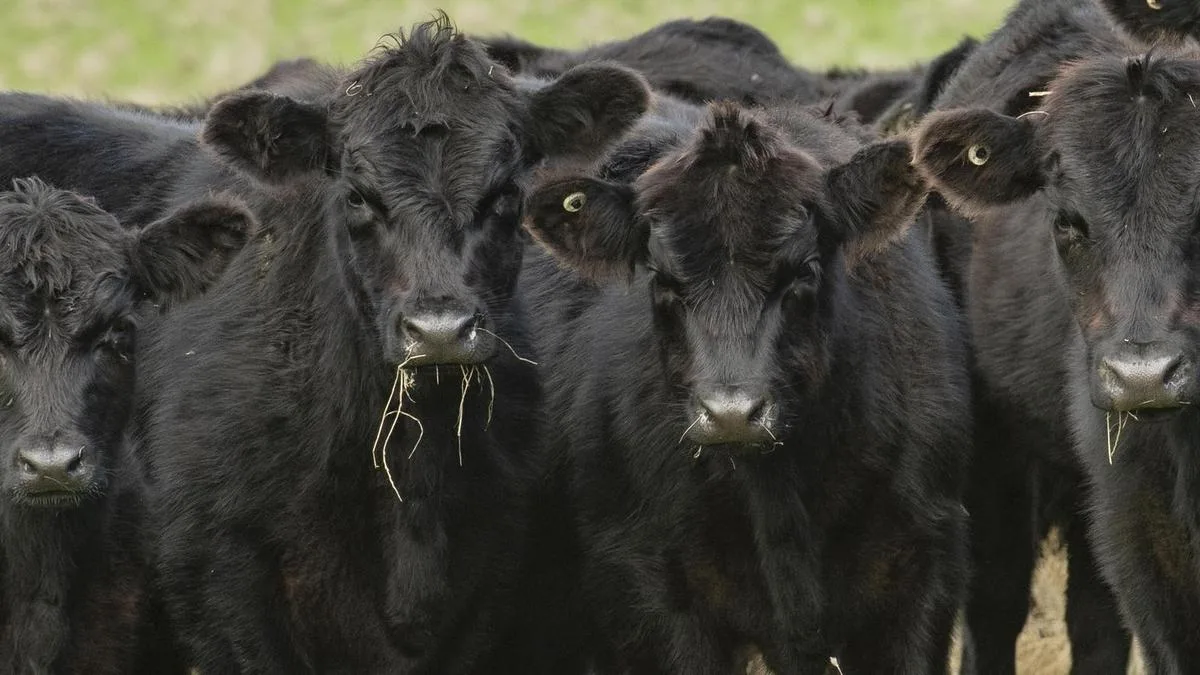 Police probe underway after more than 200 cattle vanish from Wilcannia property in baffling suspected theft