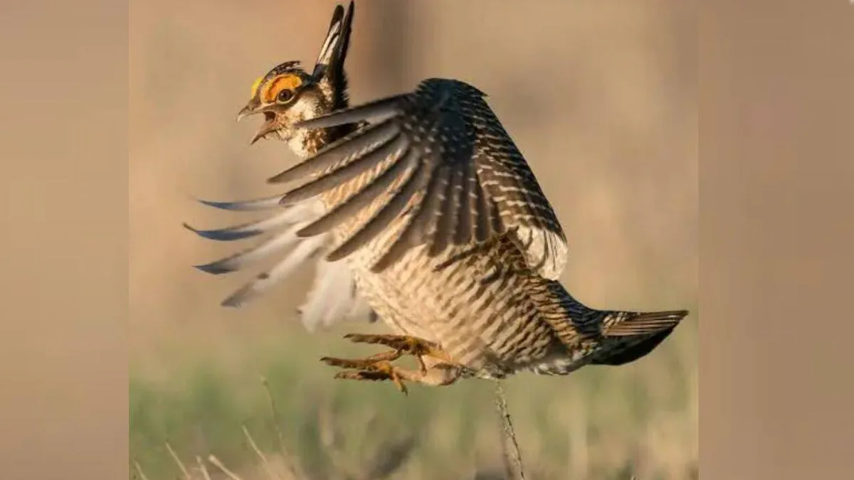 Colorado spends nearly $2m on 2,100-acre ranch to help prairie chickens recover