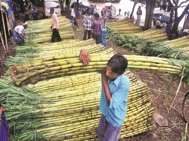 Centre to set up high-level committee to address sugarcane farmers' issues