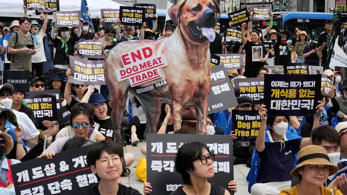 Tradição de verão na Coreia do Sul: sopa de carne de cão vai passar a ser proibida