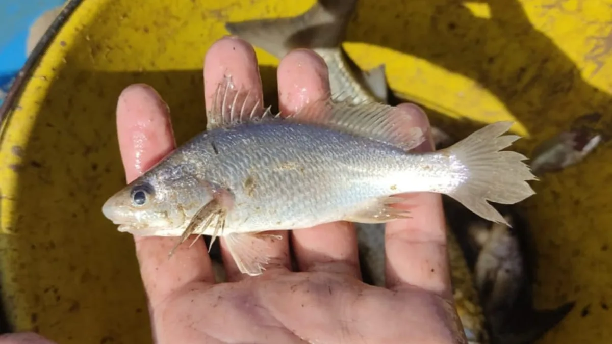 Estudo aponta deformações em peixes coletados no Norte do ES