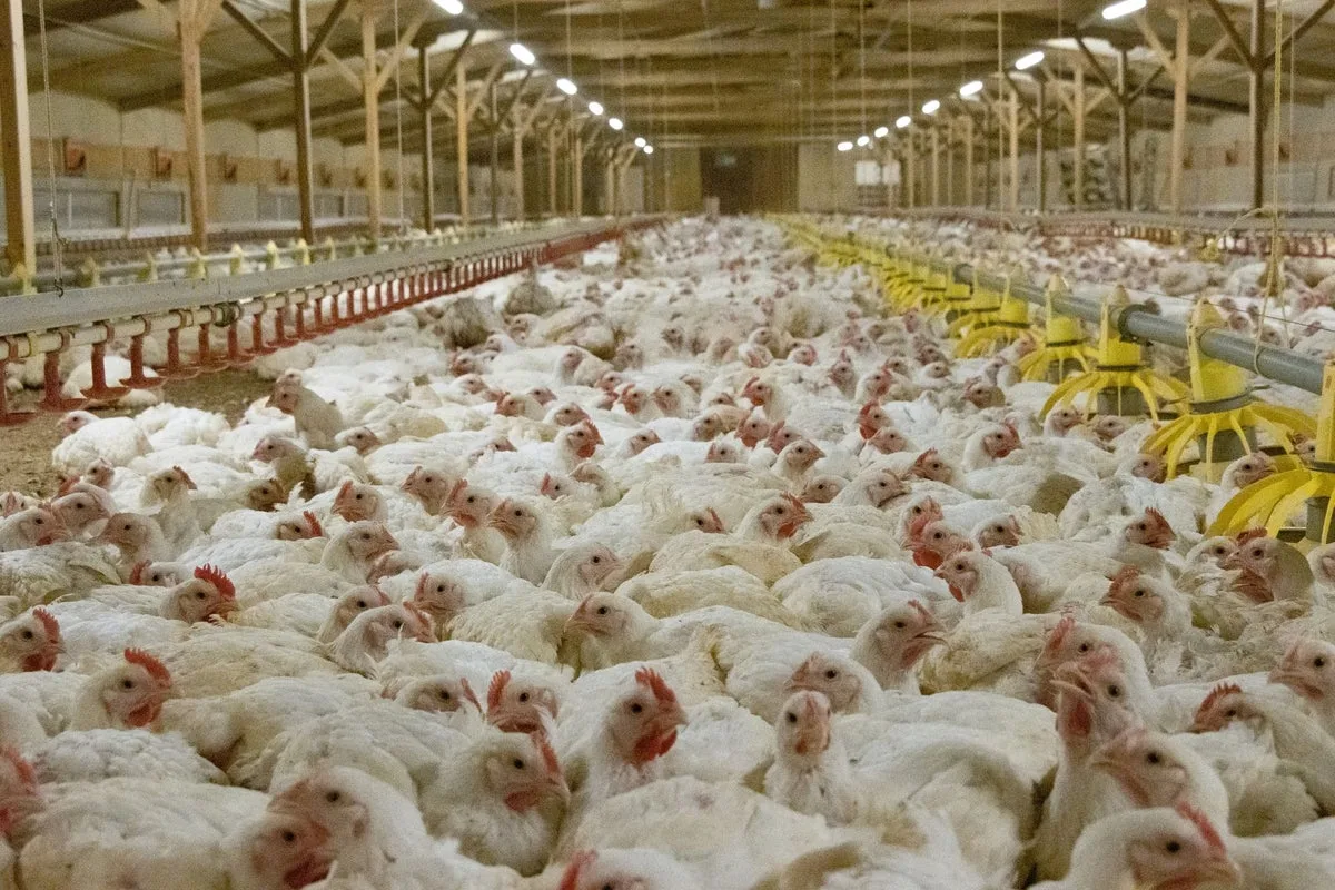 RSPCA reveals ‘secret weapon’ to tackling common cause of food poisoning