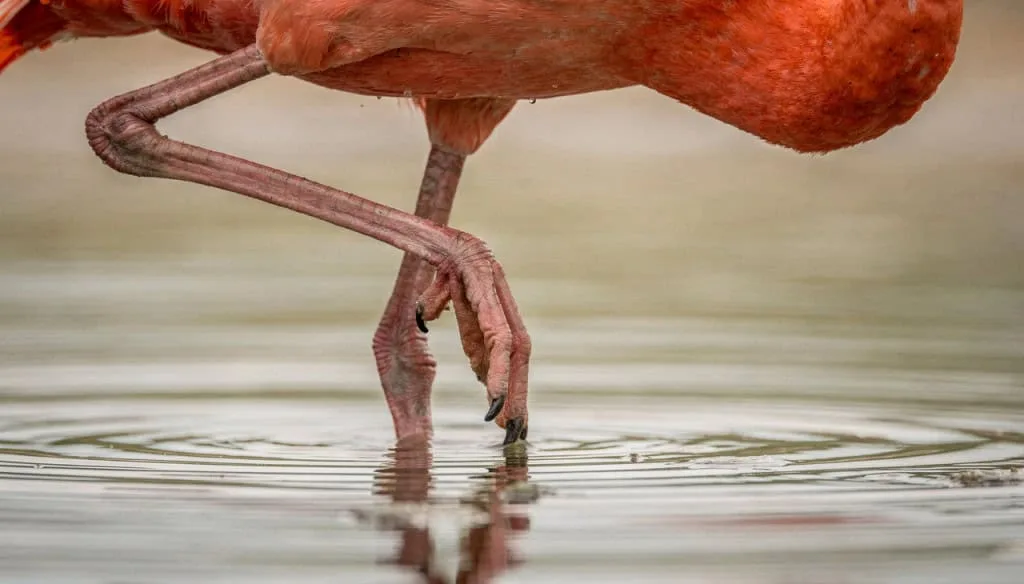 Flamingos nascem com penas claras; entenda como ficam rosa