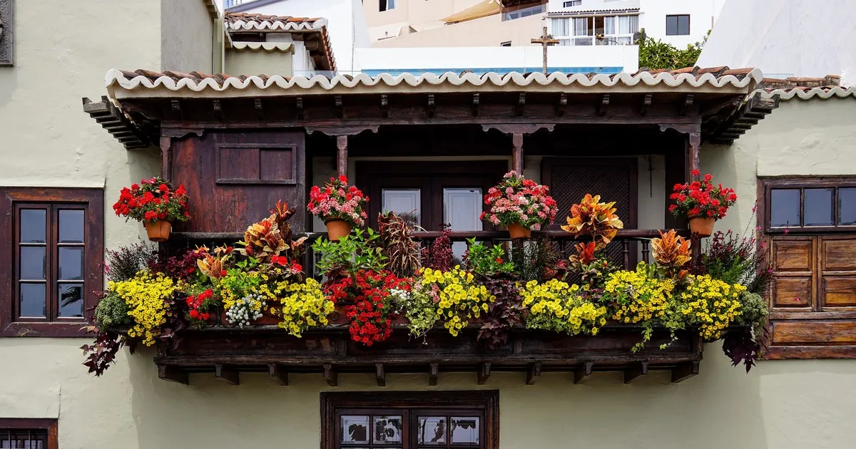 La lengua de suegra no va más: la elegante planta perfecta para balcones soleados